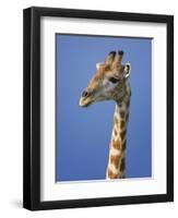 Giraffe, Male Portrait, Etosha National Park, Namibia-Tony Heald-Framed Premium Photographic Print