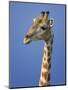 Giraffe, Male Portrait, Etosha National Park, Namibia-Tony Heald-Mounted Premium Photographic Print