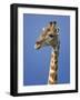 Giraffe, Male Portrait, Etosha National Park, Namibia-Tony Heald-Framed Photographic Print