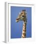 Giraffe, Male Portrait, Etosha National Park, Namibia-Tony Heald-Framed Photographic Print