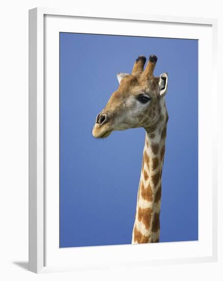 Giraffe, Male Portrait, Etosha National Park, Namibia-Tony Heald-Framed Photographic Print