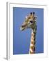 Giraffe, Male Portrait, Etosha National Park, Namibia-Tony Heald-Framed Photographic Print