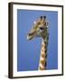 Giraffe, Male Portrait, Etosha National Park, Namibia-Tony Heald-Framed Photographic Print