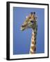Giraffe, Male Portrait, Etosha National Park, Namibia-Tony Heald-Framed Photographic Print