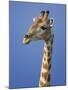 Giraffe, Male Portrait, Etosha National Park, Namibia-Tony Heald-Mounted Photographic Print