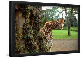 Giraffe Manor-null-Framed Poster