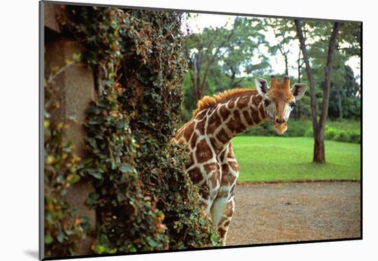 Giraffe Manor-null-Mounted Poster