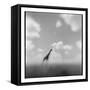 Giraffe, Masai Mara Game Reserve, Kenya-Paul Souders-Framed Stretched Canvas