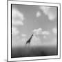 Giraffe, Masai Mara Game Reserve, Kenya-Paul Souders-Mounted Photographic Print