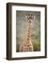 Giraffe, Masai Mara, Kenya, East Africa, Africa-Karen Deakin-Framed Photographic Print