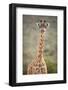 Giraffe, Masai Mara, Kenya, East Africa, Africa-Karen Deakin-Framed Photographic Print