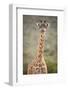 Giraffe, Masai Mara, Kenya, East Africa, Africa-Karen Deakin-Framed Photographic Print