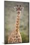 Giraffe, Masai Mara, Kenya, East Africa, Africa-Karen Deakin-Mounted Photographic Print