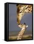 Giraffe, Masai Mara, Kenya-Marilyn Parver-Framed Stretched Canvas