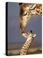 Giraffe, Masai Mara, Kenya-Marilyn Parver-Stretched Canvas