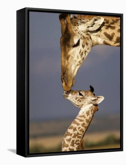 Giraffe, Masai Mara, Kenya-Marilyn Parver-Framed Stretched Canvas