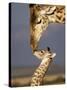 Giraffe, Masai Mara, Kenya-Marilyn Parver-Stretched Canvas