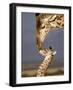 Giraffe, Masai Mara, Kenya-Marilyn Parver-Framed Photographic Print