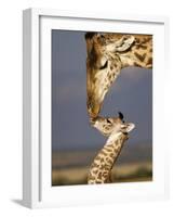 Giraffe, Masai Mara, Kenya-Marilyn Parver-Framed Photographic Print