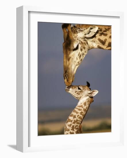 Giraffe, Masai Mara, Kenya-Marilyn Parver-Framed Photographic Print