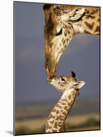 Giraffe, Masai Mara, Kenya-Marilyn Parver-Mounted Photographic Print