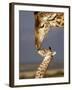 Giraffe, Masai Mara, Kenya-Marilyn Parver-Framed Photographic Print