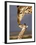 Giraffe, Masai Mara, Kenya-Marilyn Parver-Framed Photographic Print