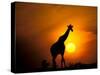 Giraffe, Masai Mara, Kenya-Marilyn Parver-Stretched Canvas