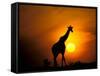 Giraffe, Masai Mara, Kenya-Marilyn Parver-Framed Stretched Canvas