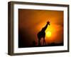 Giraffe, Masai Mara, Kenya-Marilyn Parver-Framed Photographic Print