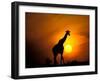 Giraffe, Masai Mara, Kenya-Marilyn Parver-Framed Photographic Print