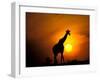 Giraffe, Masai Mara, Kenya-Marilyn Parver-Framed Photographic Print