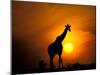 Giraffe, Masai Mara, Kenya-Marilyn Parver-Mounted Photographic Print