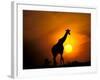 Giraffe, Masai Mara, Kenya-Marilyn Parver-Framed Photographic Print