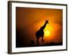 Giraffe, Masai Mara, Kenya-Marilyn Parver-Framed Photographic Print