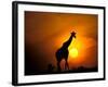 Giraffe, Masai Mara, Kenya-Marilyn Parver-Framed Photographic Print