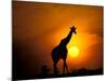 Giraffe, Masai Mara, Kenya-Marilyn Parver-Mounted Photographic Print