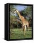 Giraffe, Mkuzi Game Reserve, Natal, South Africa, Africa-Rob Cousins-Framed Stretched Canvas