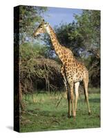 Giraffe, Mkuzi Game Reserve, Natal, South Africa, Africa-Rob Cousins-Stretched Canvas