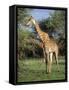 Giraffe, Mkuzi Game Reserve, Natal, South Africa, Africa-Rob Cousins-Framed Stretched Canvas
