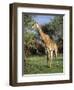 Giraffe, Mkuzi Game Reserve, Natal, South Africa, Africa-Rob Cousins-Framed Photographic Print