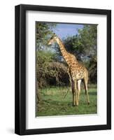 Giraffe, Mkuzi Game Reserve, Natal, South Africa, Africa-Rob Cousins-Framed Photographic Print