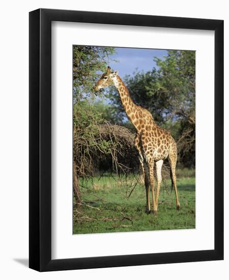 Giraffe, Mkuzi Game Reserve, Natal, South Africa, Africa-Rob Cousins-Framed Photographic Print