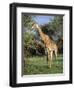 Giraffe, Mkuzi Game Reserve, Natal, South Africa, Africa-Rob Cousins-Framed Photographic Print