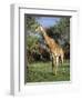 Giraffe, Mkuzi Game Reserve, Natal, South Africa, Africa-Rob Cousins-Framed Photographic Print