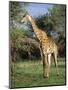 Giraffe, Mkuzi Game Reserve, Natal, South Africa, Africa-Rob Cousins-Mounted Photographic Print