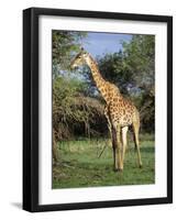 Giraffe, Mkuzi Game Reserve, Natal, South Africa, Africa-Rob Cousins-Framed Photographic Print
