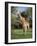 Giraffe, Mkuzi Game Reserve, Natal, South Africa, Africa-Rob Cousins-Framed Photographic Print