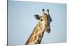 Giraffe, Moremi Game Reserve, Botswana-Paul Souders-Stretched Canvas