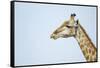 Giraffe, Moremi Game Reserve, Botswana-Paul Souders-Framed Stretched Canvas